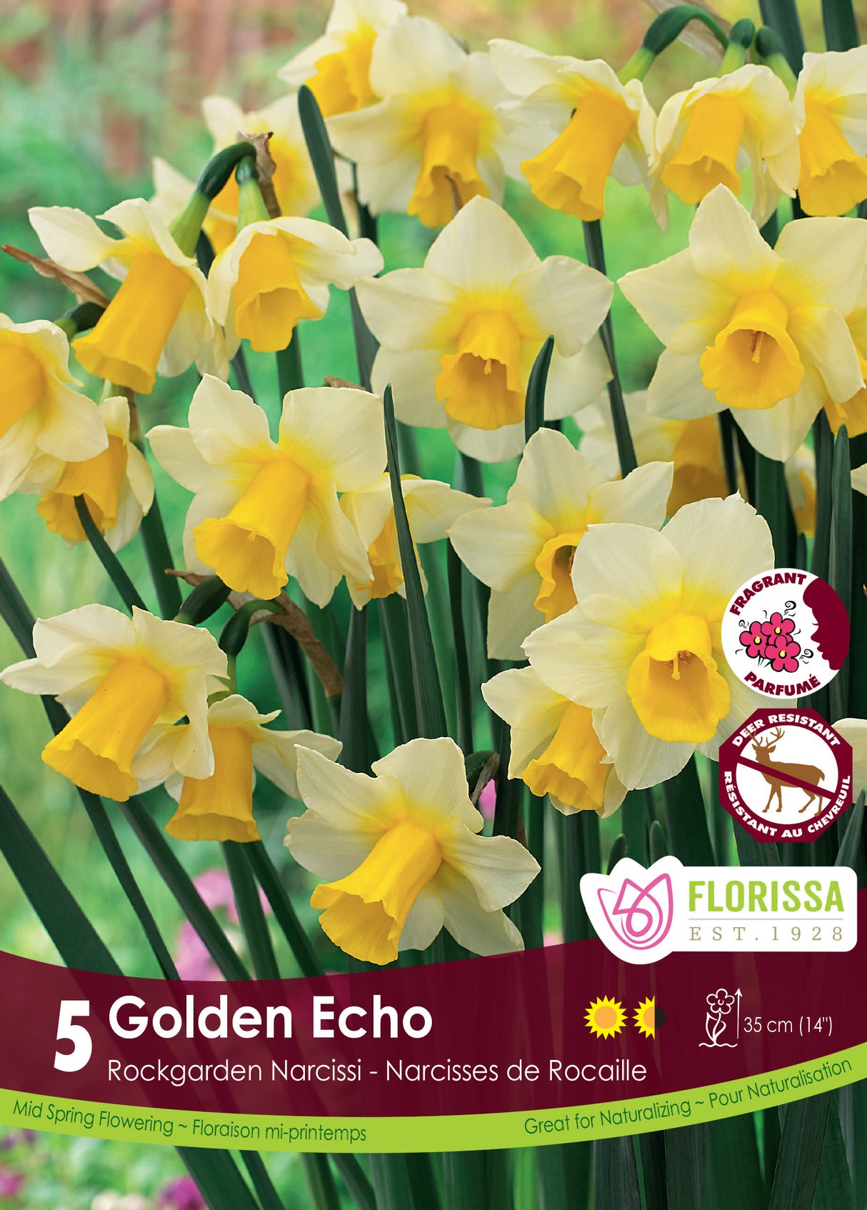 Narcissus Rockgarden - Golden Echo Retail