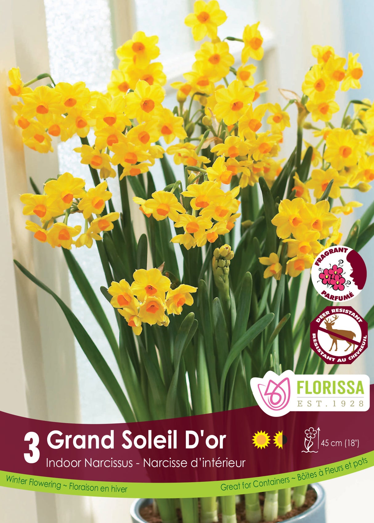Narcissus Indoor - Grand Soleil d'Or Retail