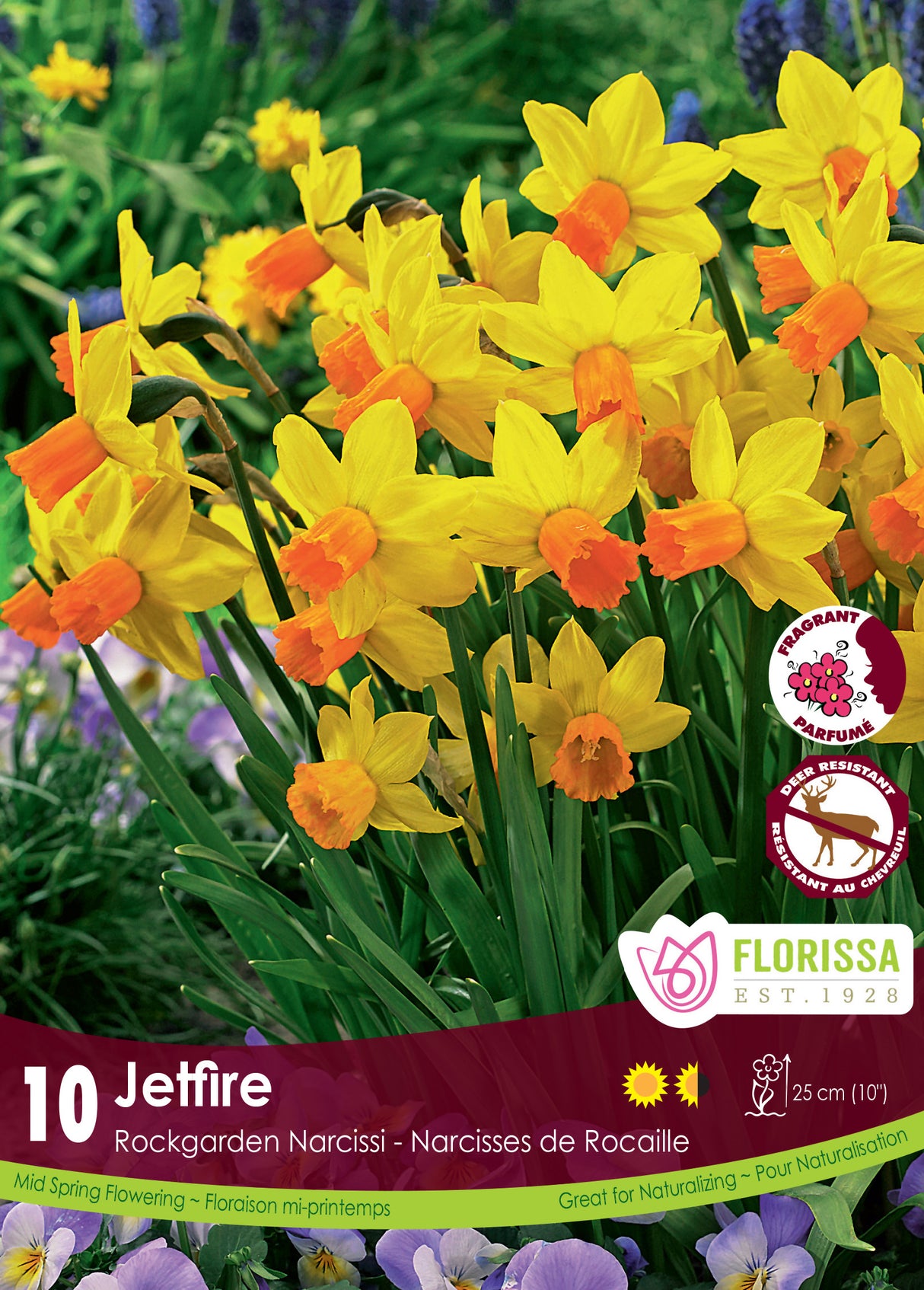 Narcissus Dwarf - Jetfire Retail