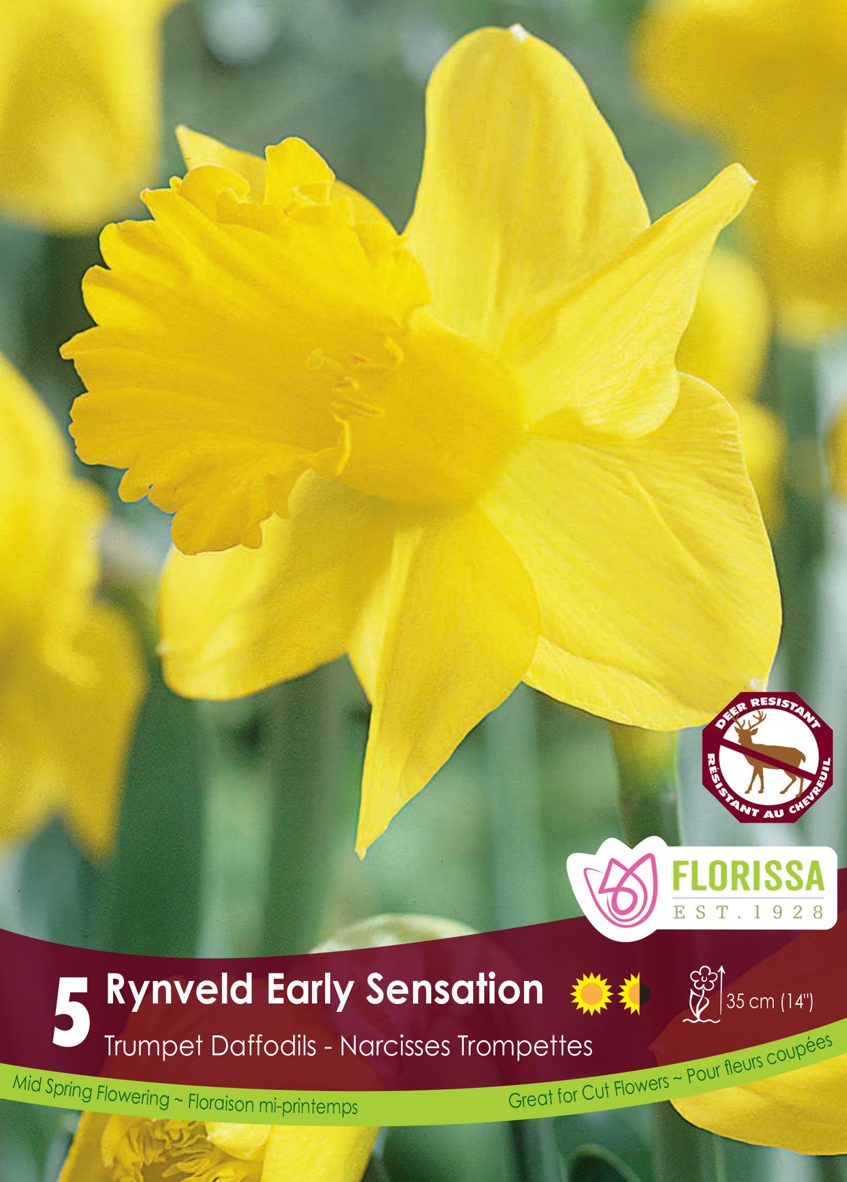 Narcissus Trumpet - Rynveld Early Sensation Retail