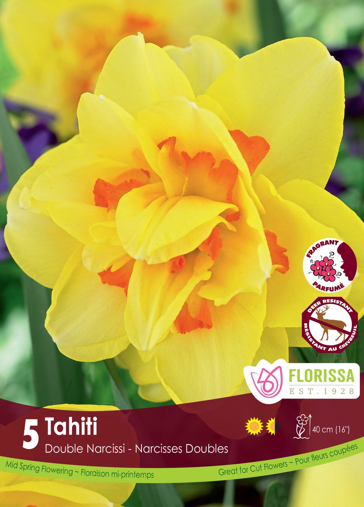 Narcissus Double - Tahiti Retail