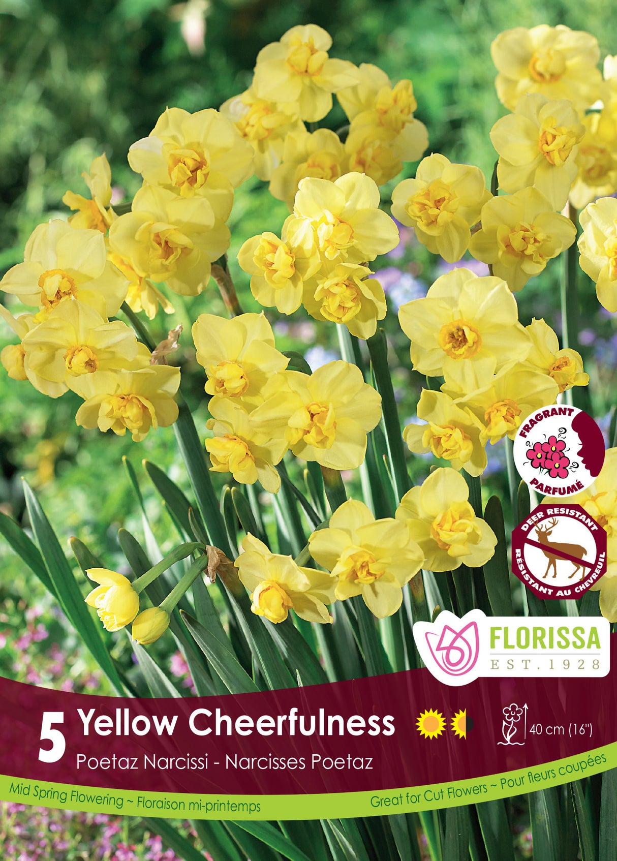 Narcissus Poetaz - Yellow Cheerfulness Retail
