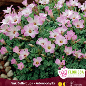 Oxalis