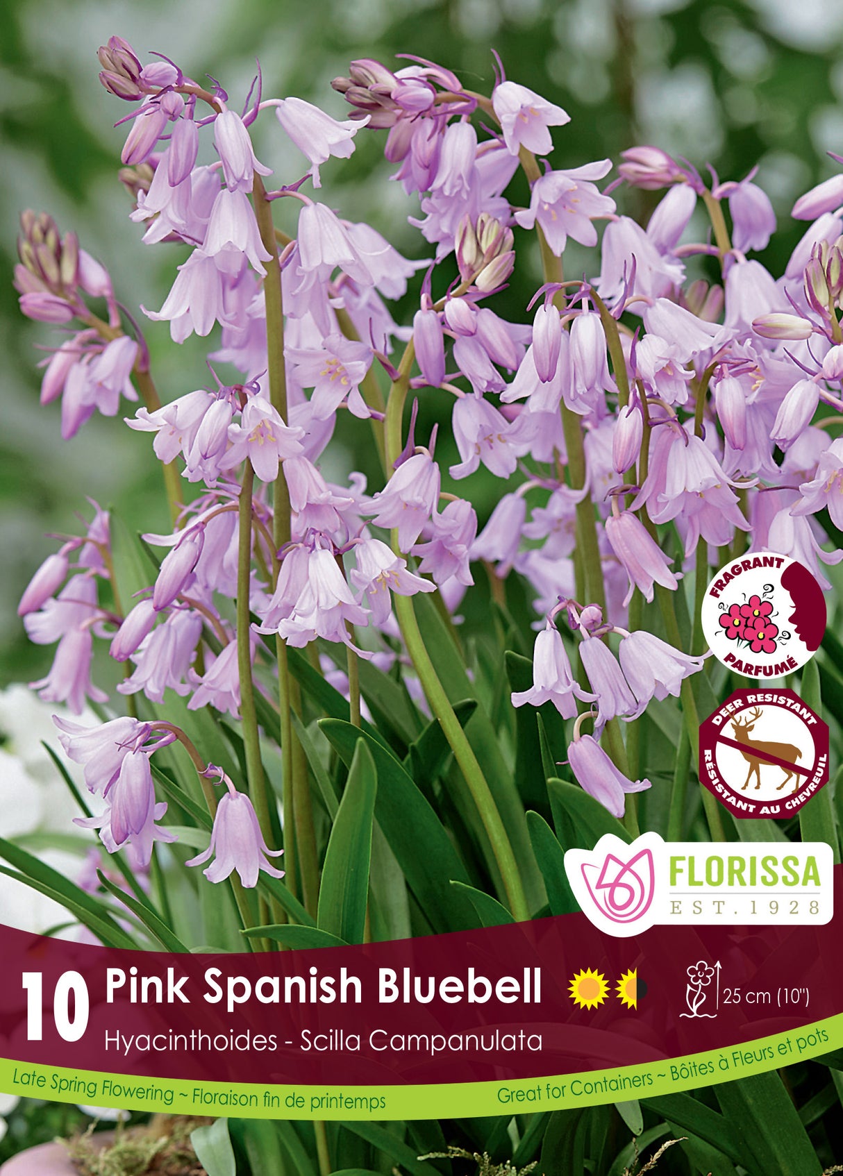 Scilla Campanulata - Pink Retail