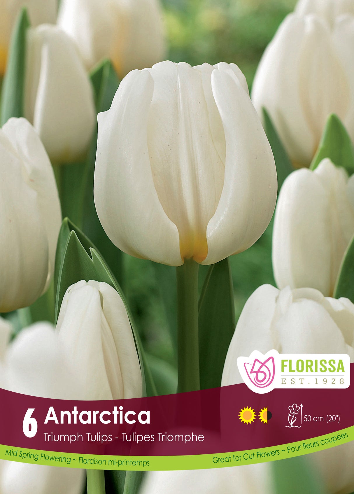 Tulip Triumph - Antarctica Retail
