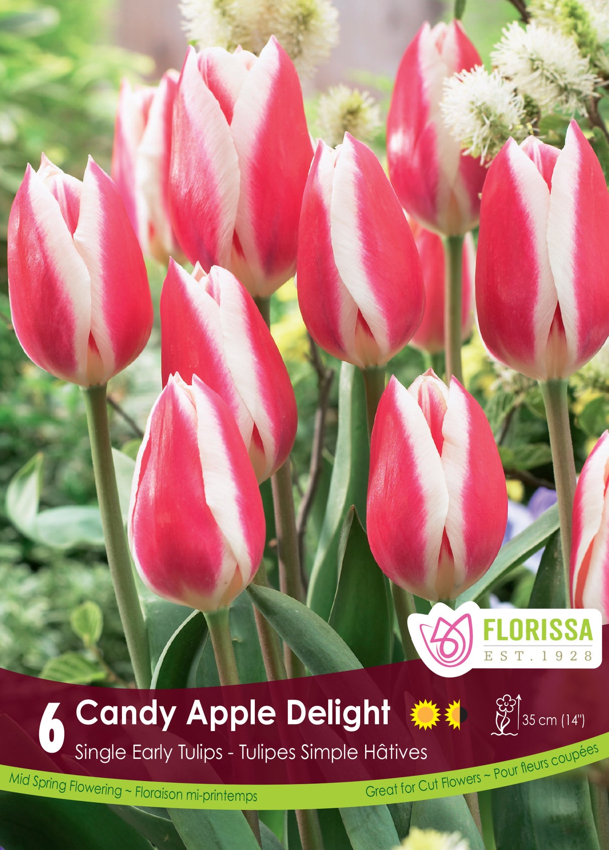 Tulip Single Early - Candy Apple Delight Retail