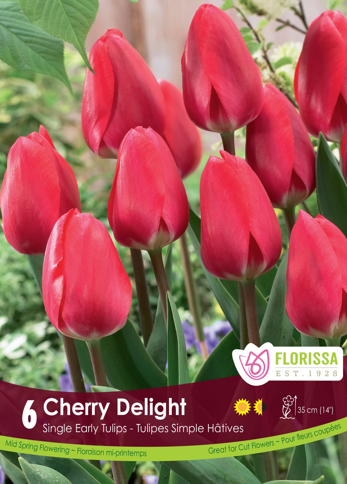 Tulip Single Early - Cherry Delight Retail