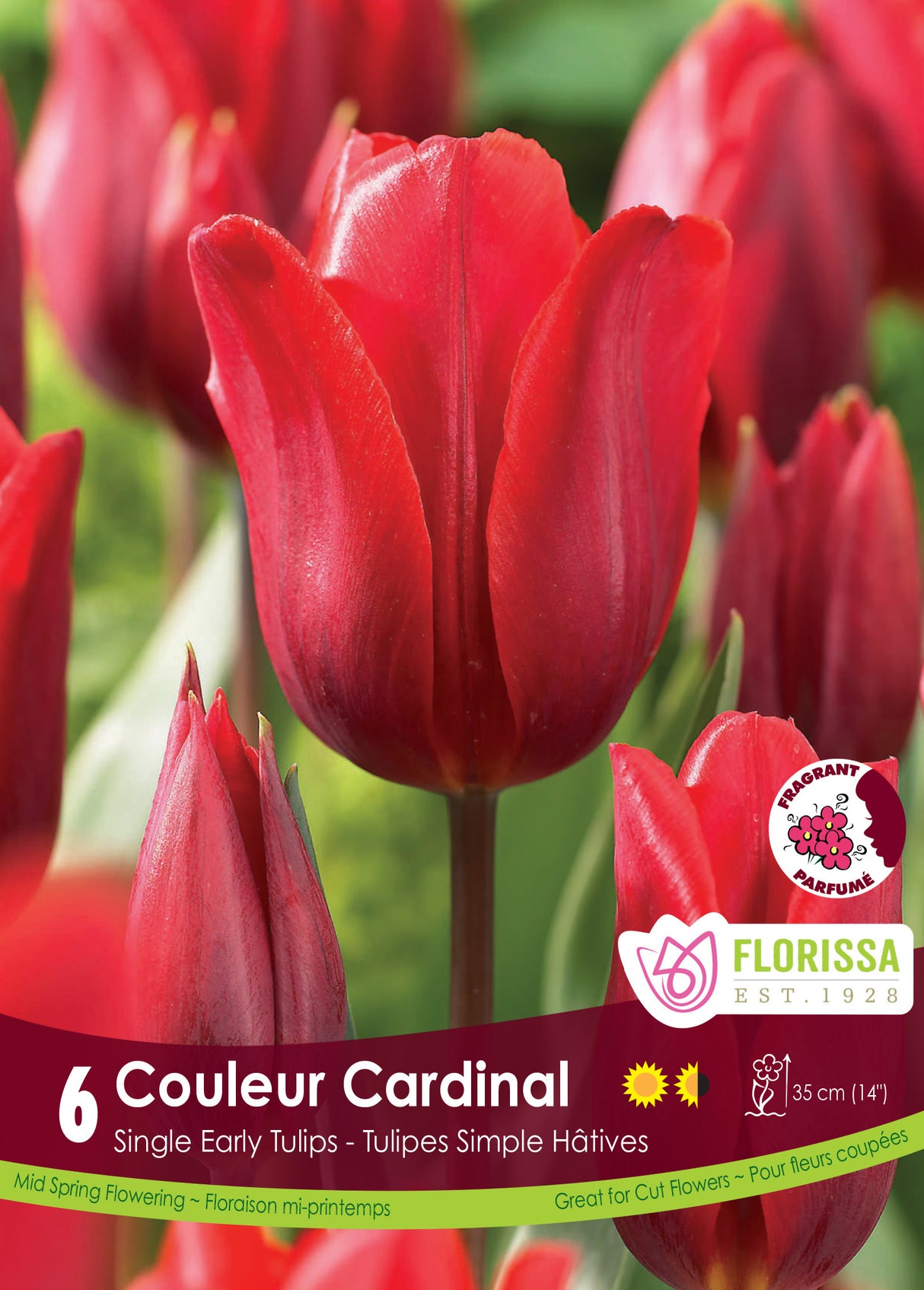 Tulip Single Early - Couleur Cardinal Retail