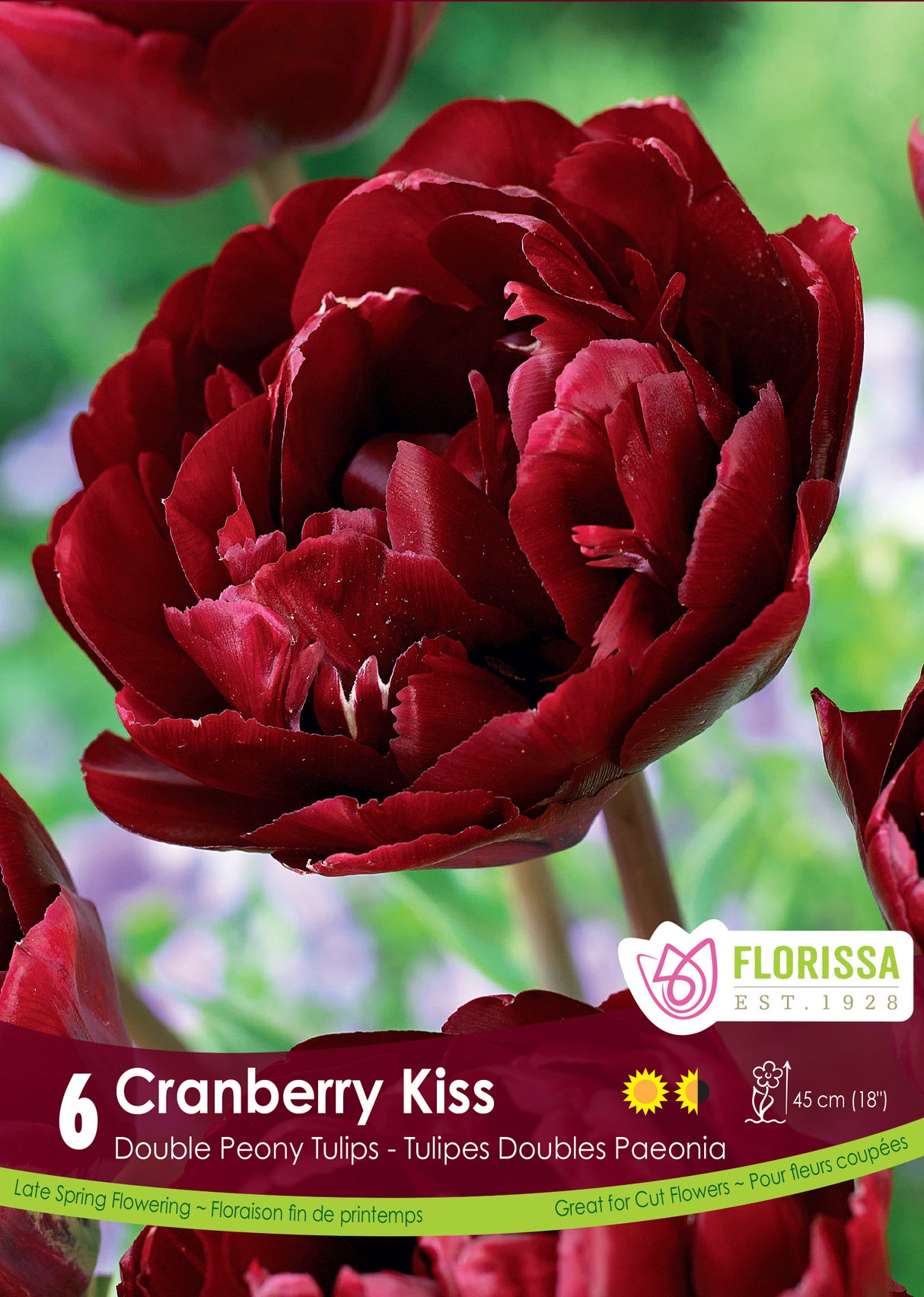 Tulip Double Late - Cranberry Kiss Retail