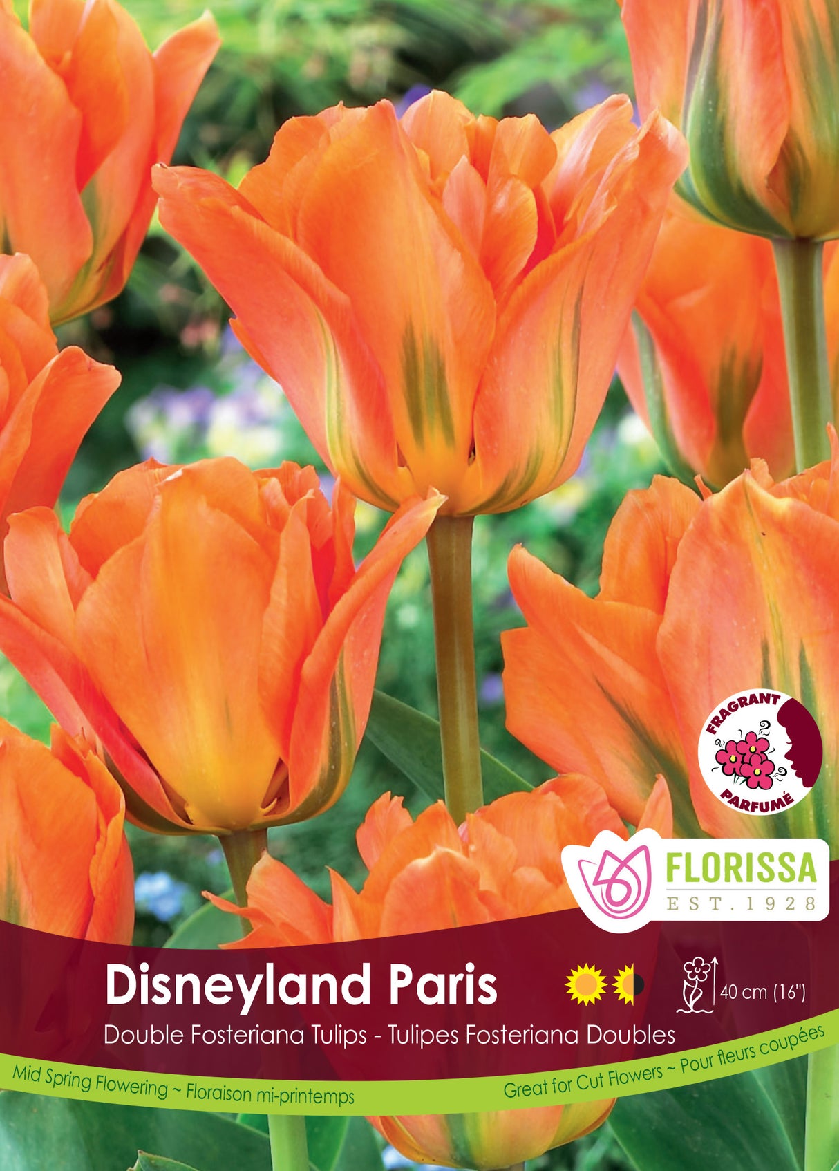 Tulip Fosteriana - Disneyland Paris Bulk