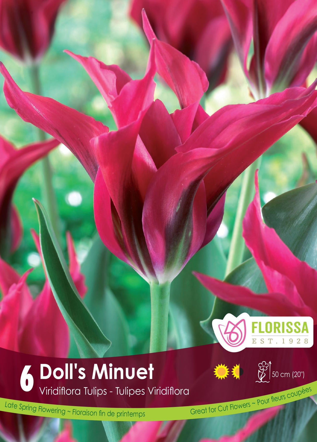 Tulip Green (Viridiflora) - Doll's Minuet Retail