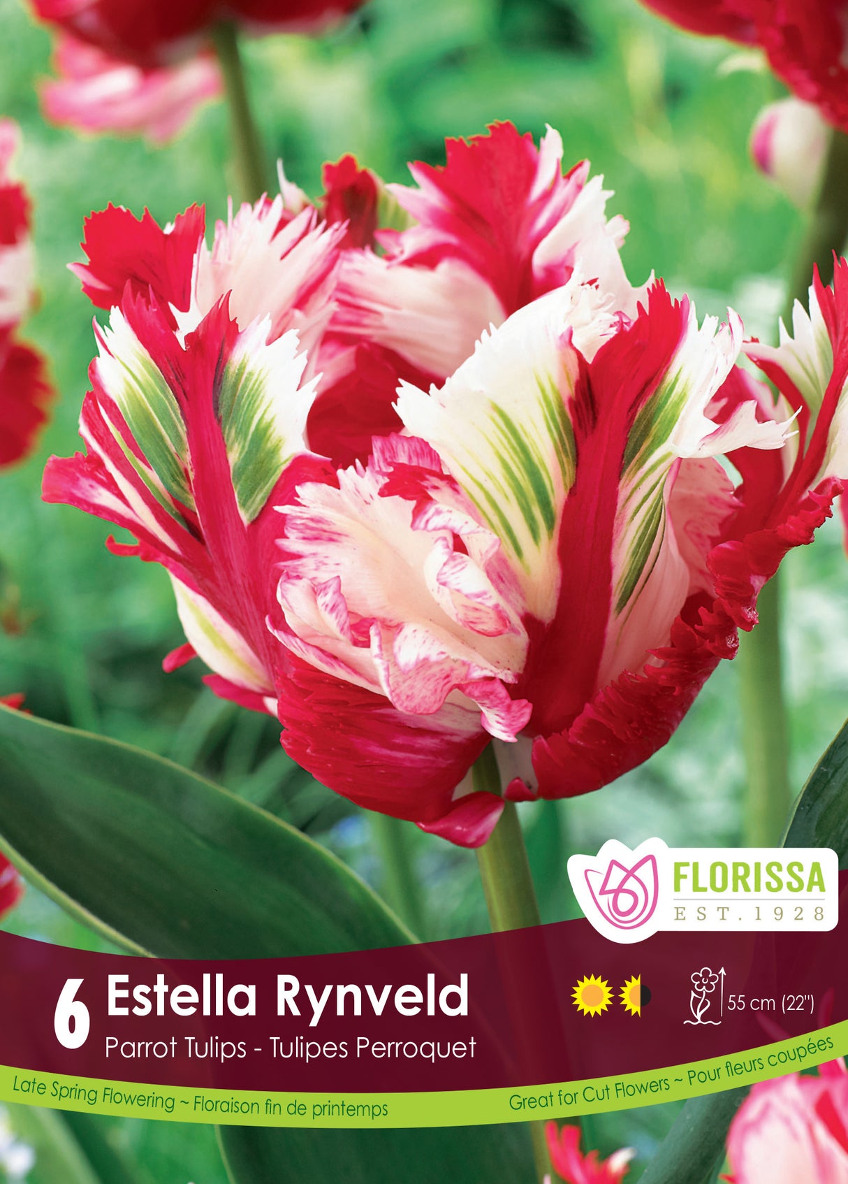Tulip Parrot - Estella Rynveld Retail