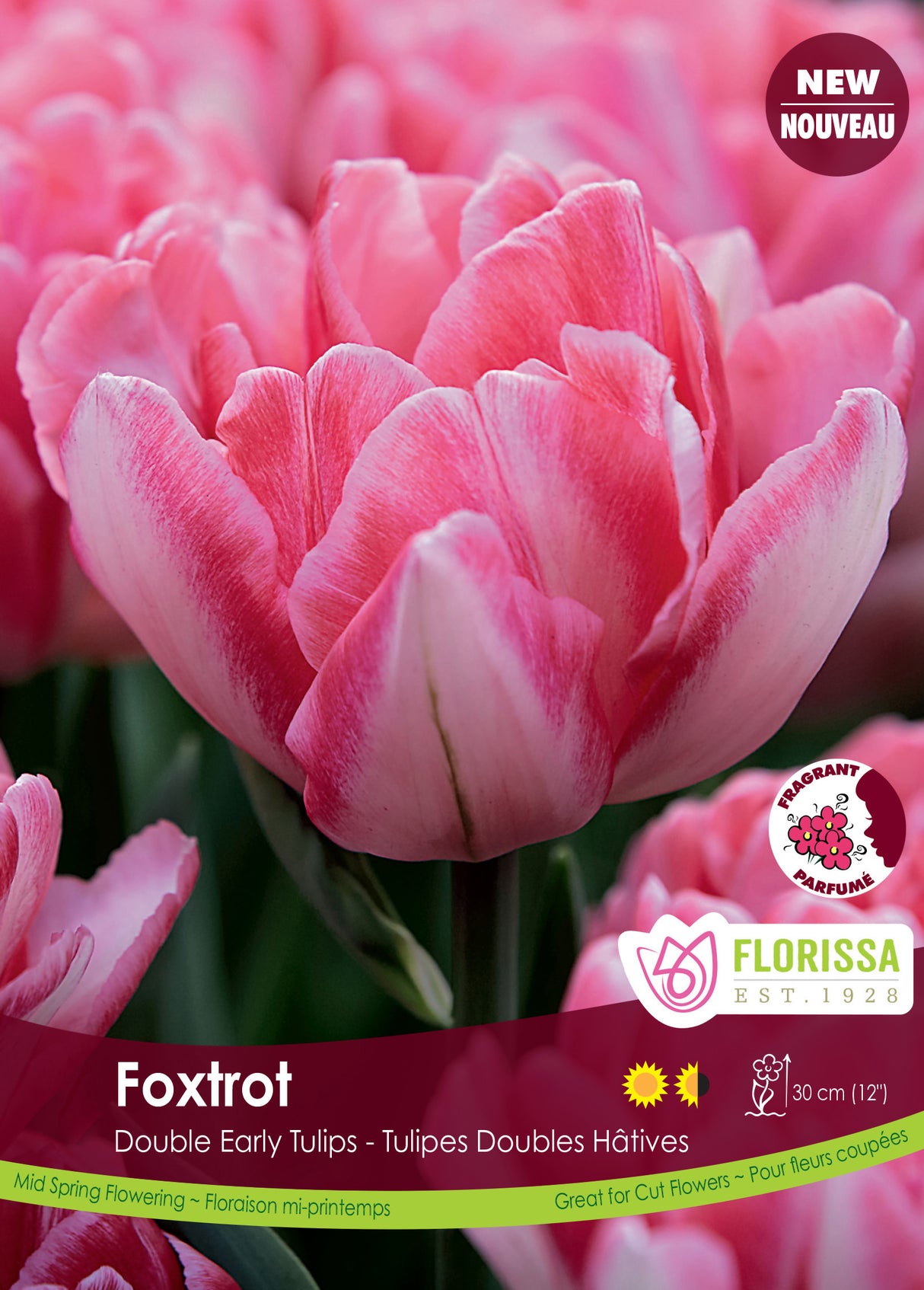 Tulip Double Early - Foxtrot Bulk