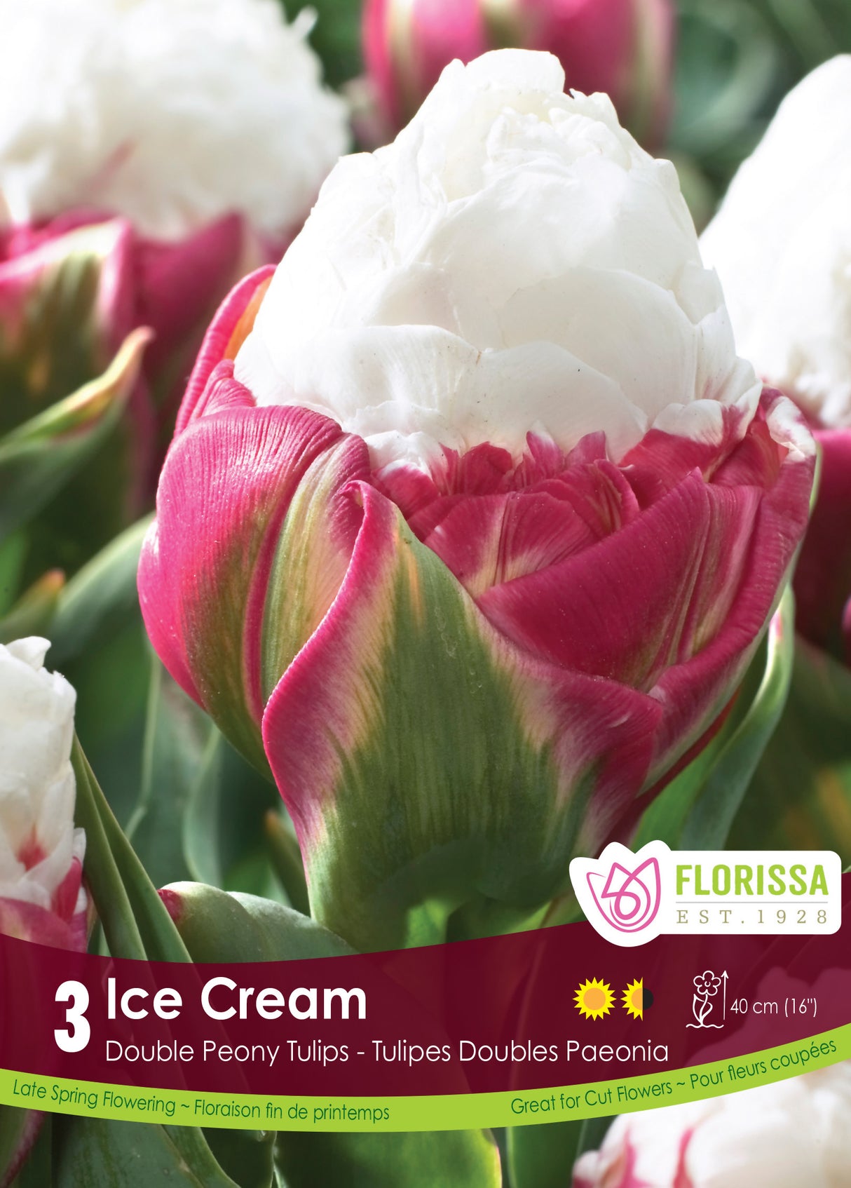 Tulip Double Late - Ice Cream Retail