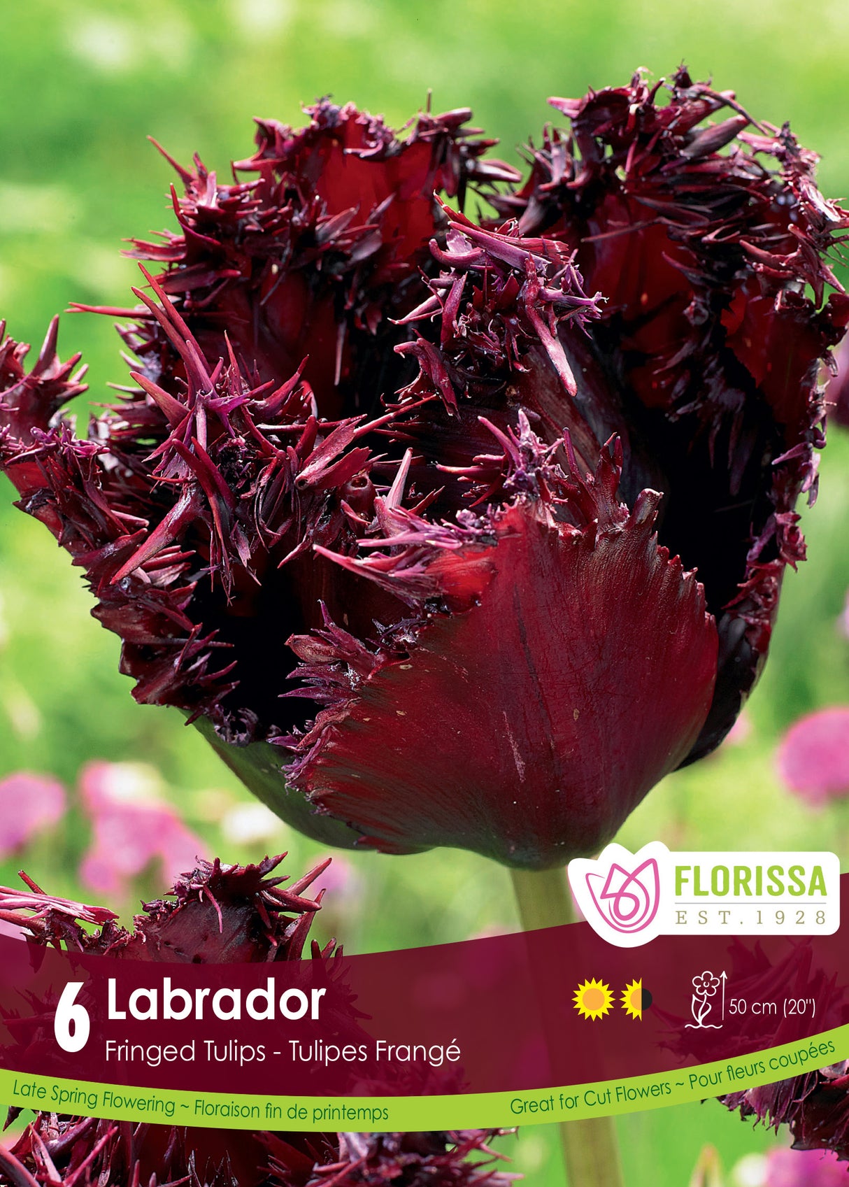 Tulip Fringed - Labrador Retail
