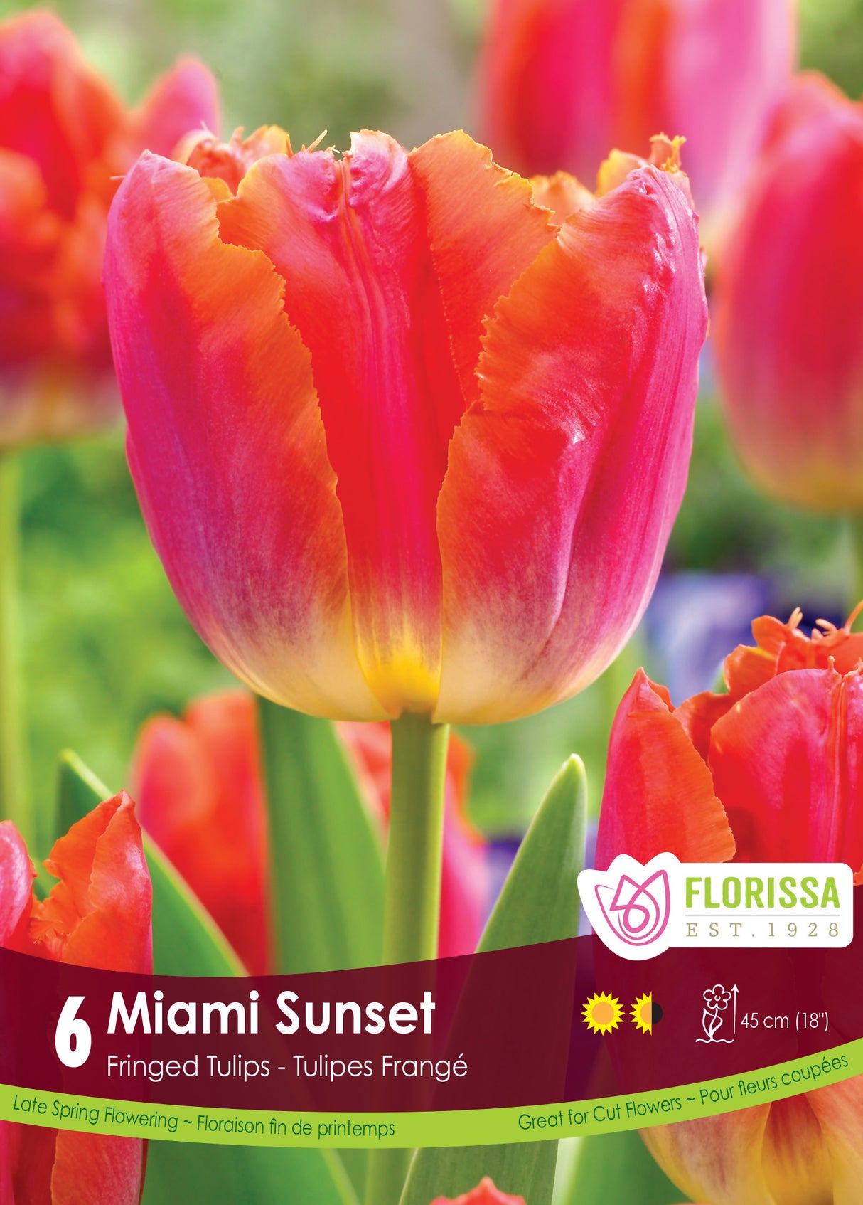 Tulip Fringed - Miami Sunset Retail
