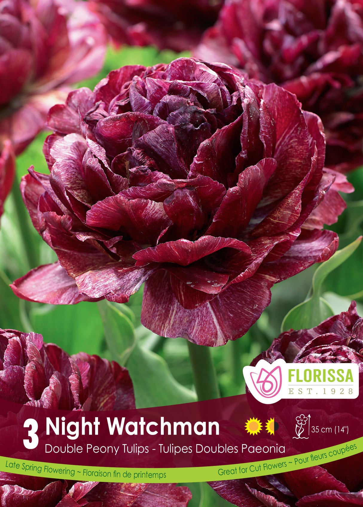 Tulip Double Late - Night Watchman Retail