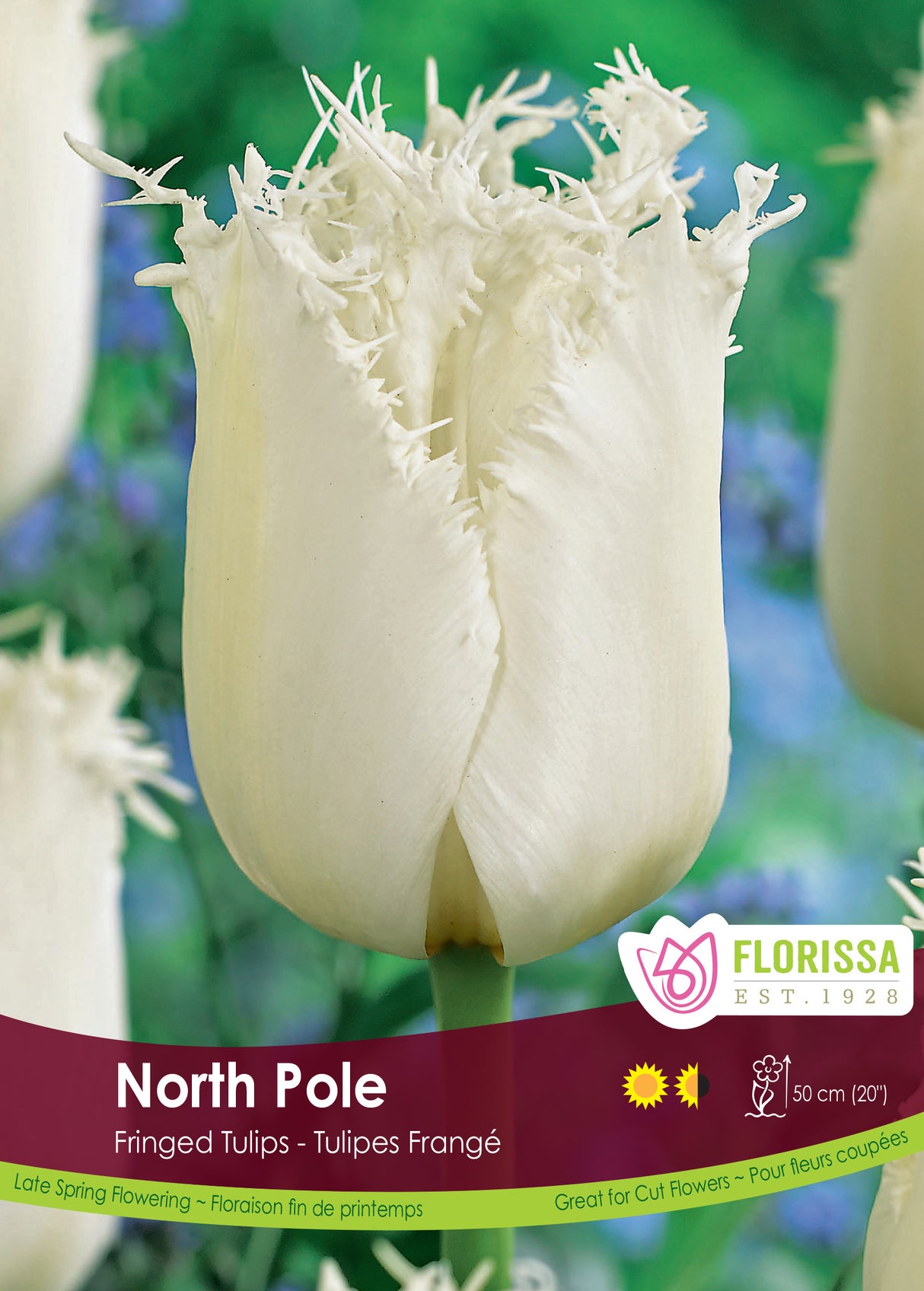 Tulip Fringed - North Pole Bulk