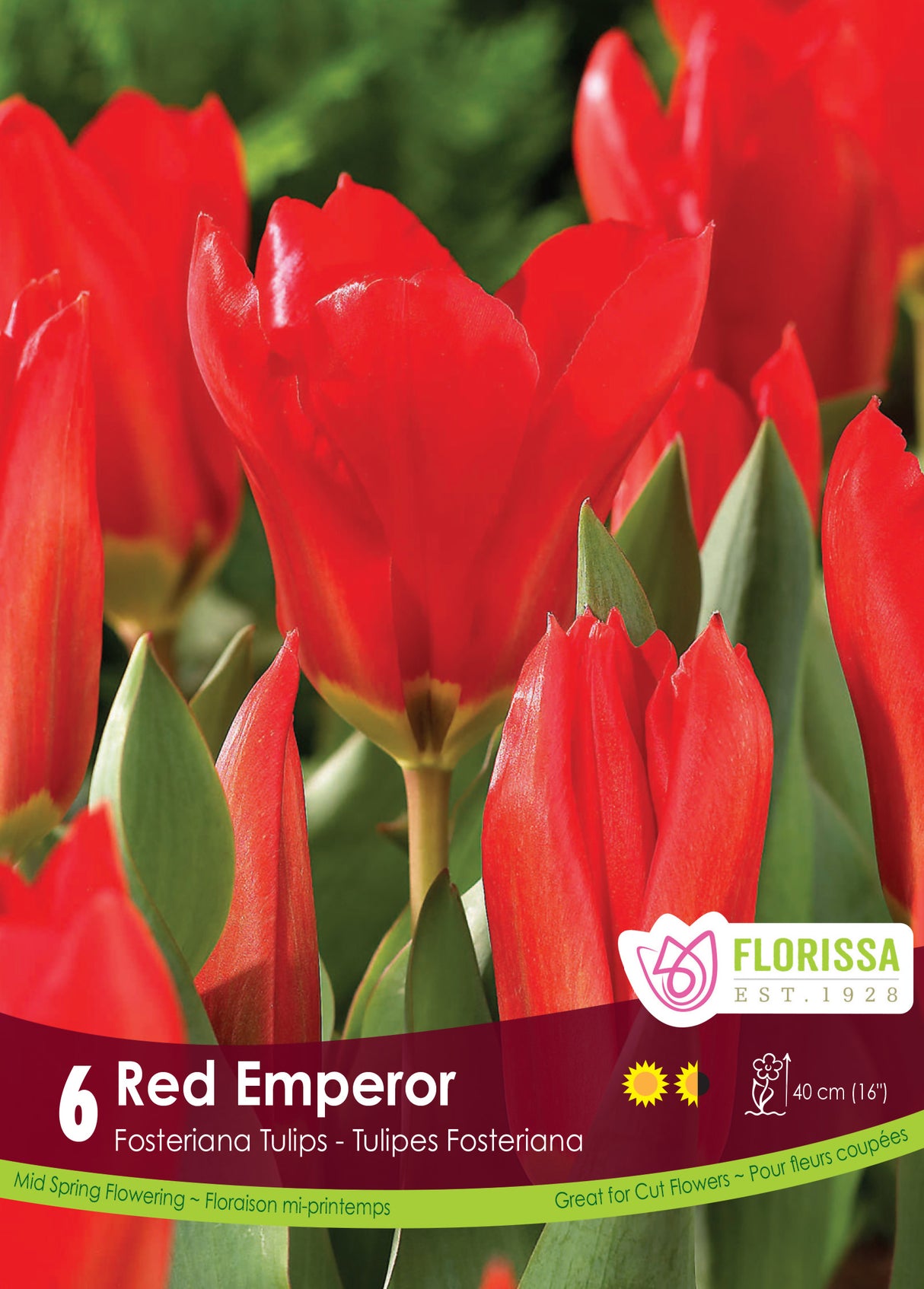 Tulip Fosteriana - Red Emperor Retail