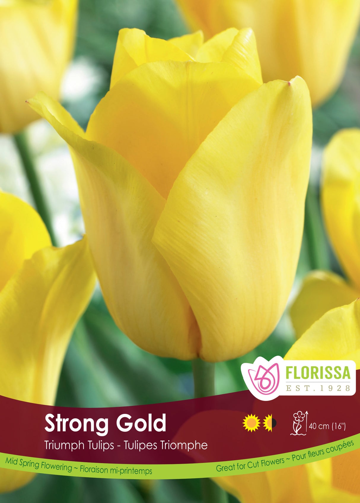 Tulip Triumph - Strong Gold Bulk