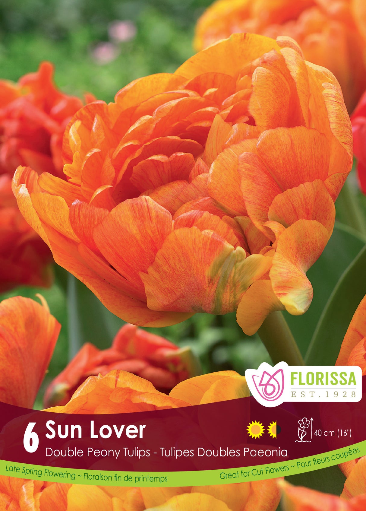 Tulip Double Late - Sun Lover Retail
