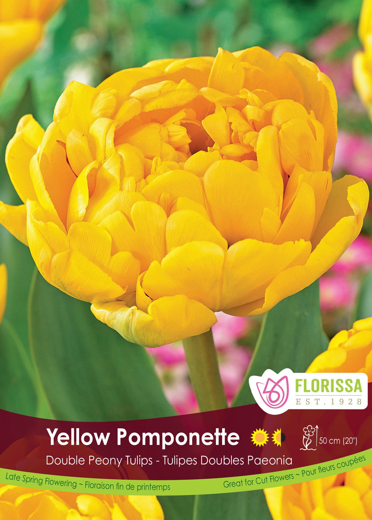 Tulip Double Late - Yellow Pomponette Bulk