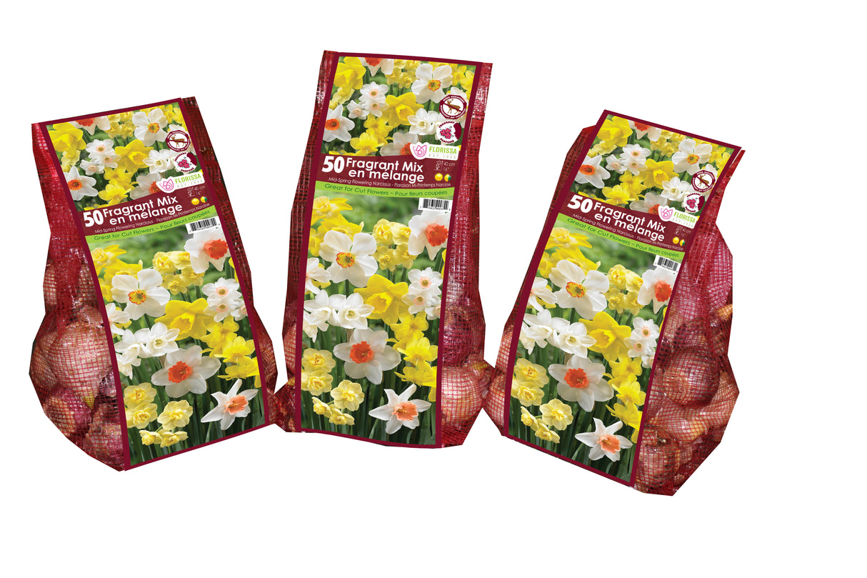 Narcissus - Fragrant Mix Mesh Bagged Bulbs