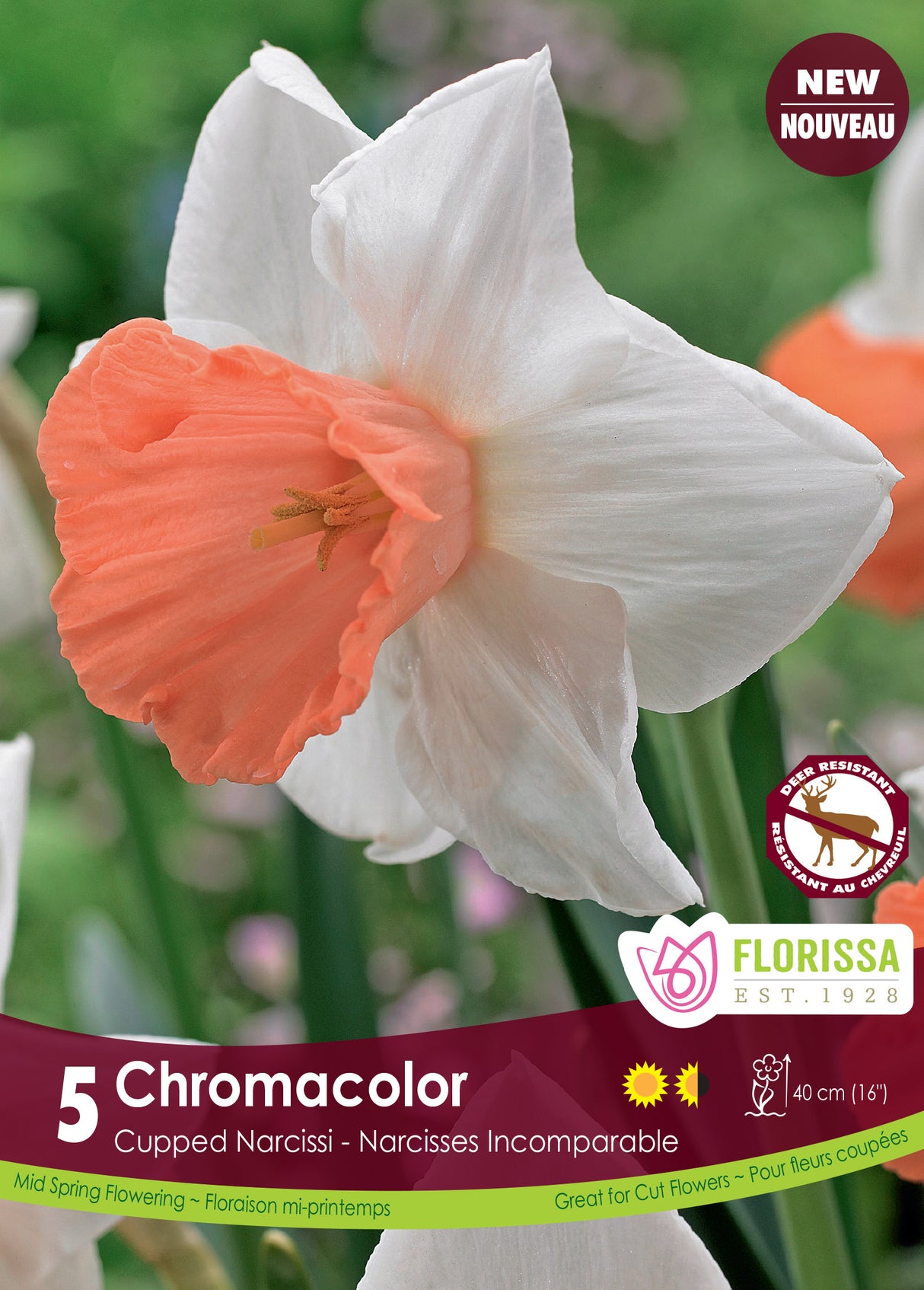Narcissus Cupped - Chromacolor Retail