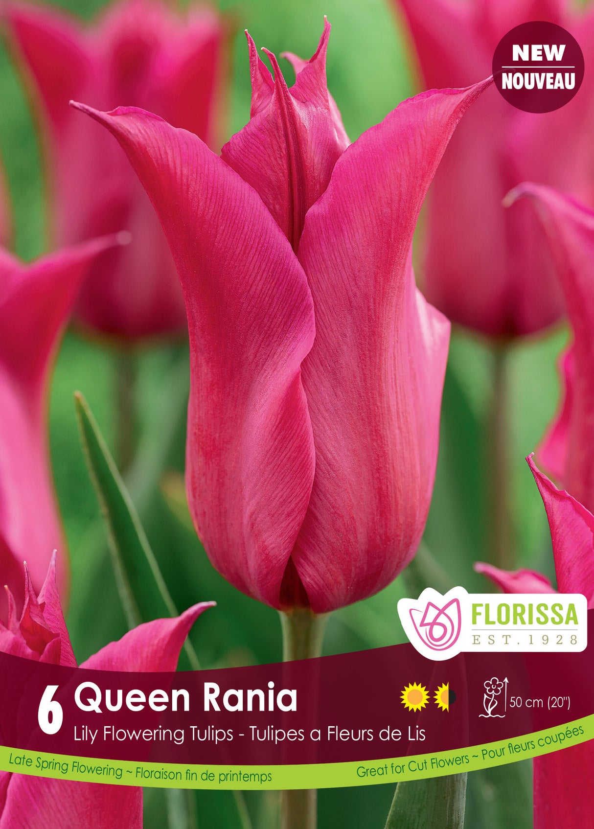 Tulip Lily Flowering - Queen Rania Retail