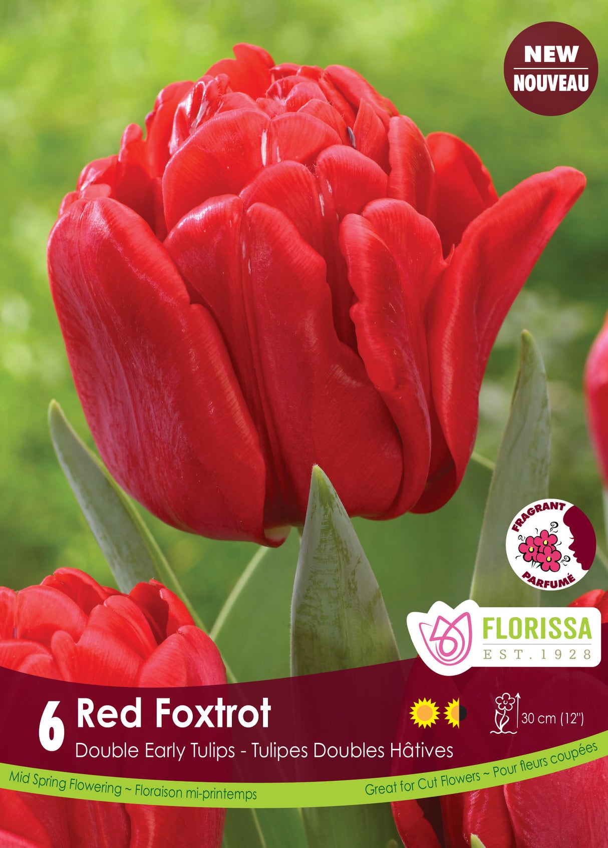 Tulip Double Early - Red Foxtrot Retail