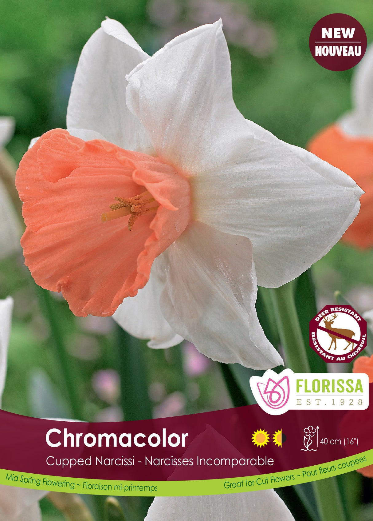 Narcissus Cupped - Chromacolor Bulk