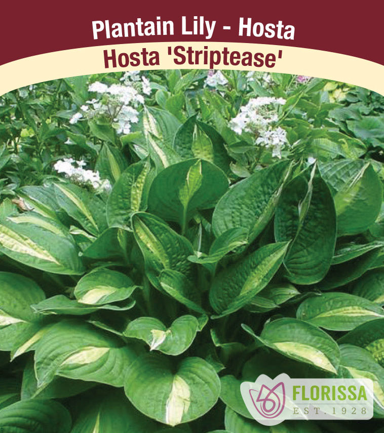 Hosta - Striptease