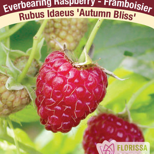 Raspberries