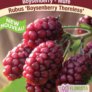 Boysenberry