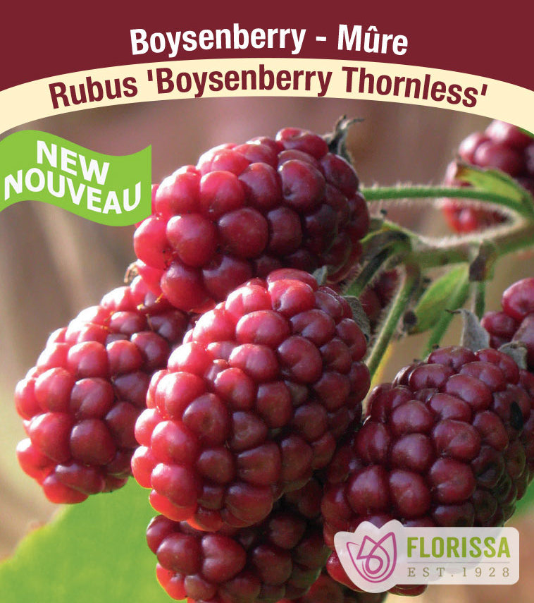 Boysenberry - Thornless Bulk