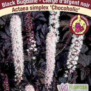 Actaea