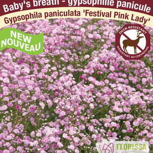 Gypsophylla