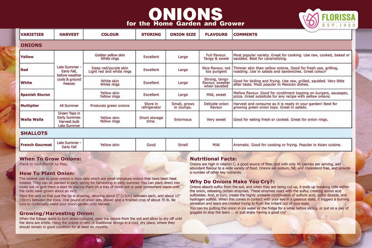 Onion Poster (12" x 18") (Bilingual)