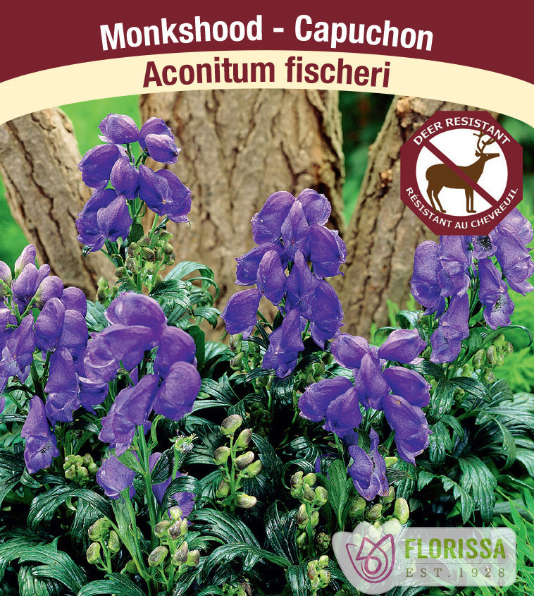 Aconitum - fischerii