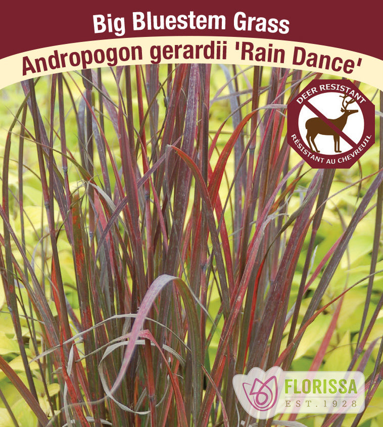 Andropogon - gerardii Rain Dance
