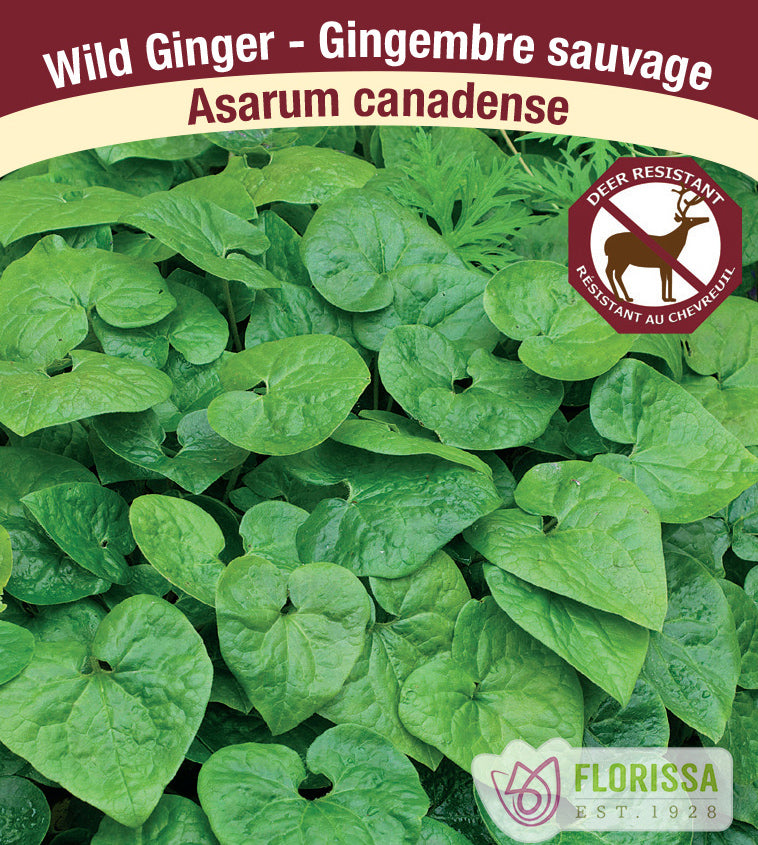 Asarum - Canadense