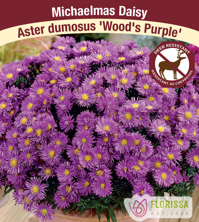 Aster - dumosus Wood's Purple