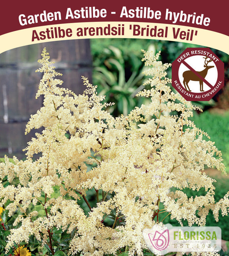 Astilbe - Arendsii Jumbo Field Clump - Bridal Veil