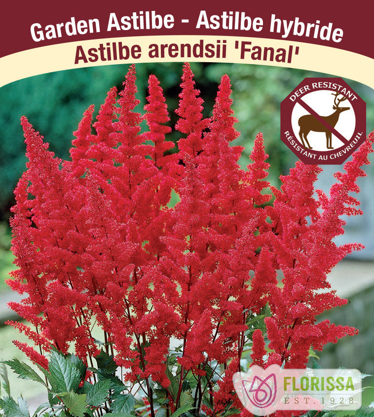 Astilbe - Arendsii 2-3 Eyes - Fanal