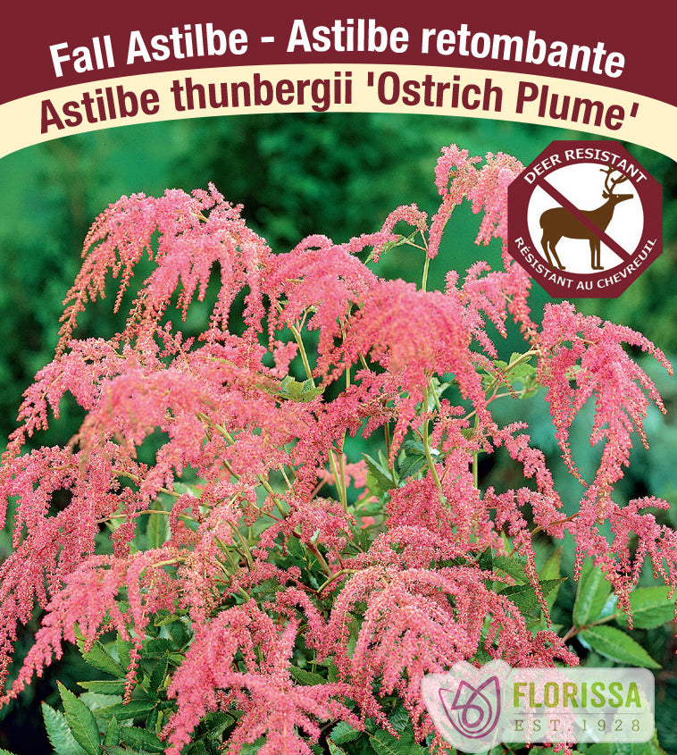 Astilbe - Thunbergii 2-3 Eyes - Ostrich Plume