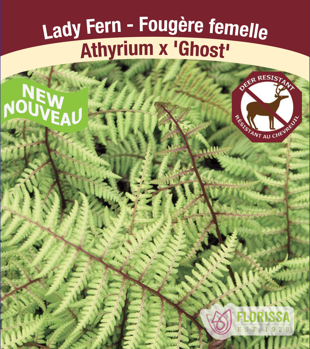Athyrium - Ghost