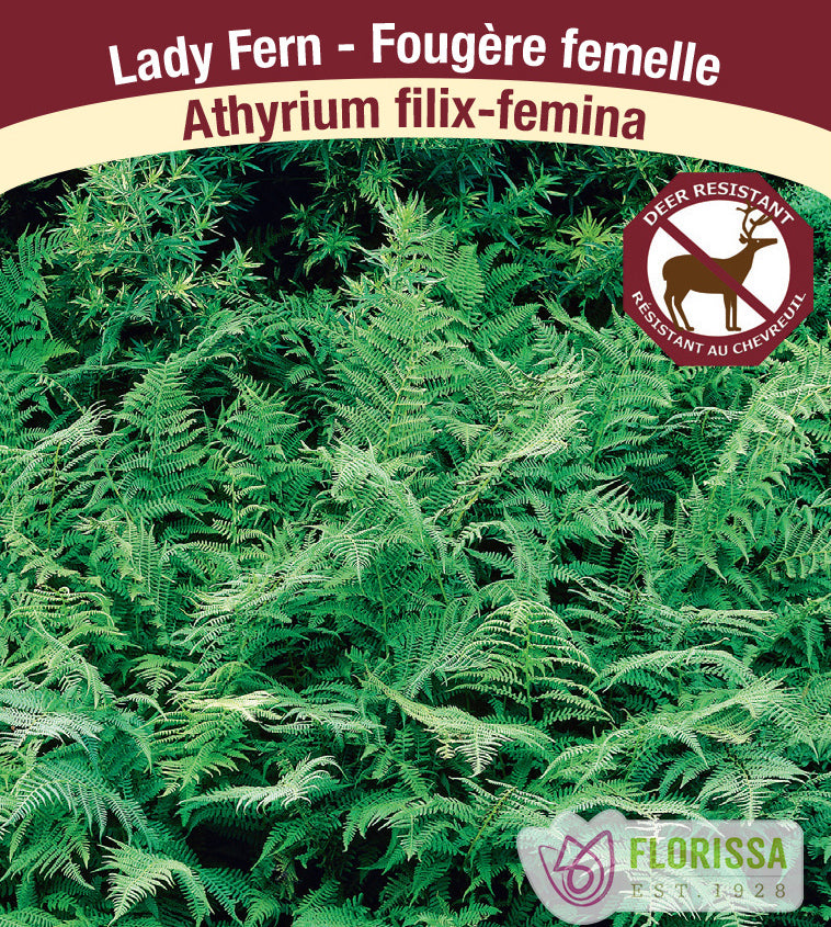 Athyrium - filix-femina