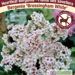 Bergenia