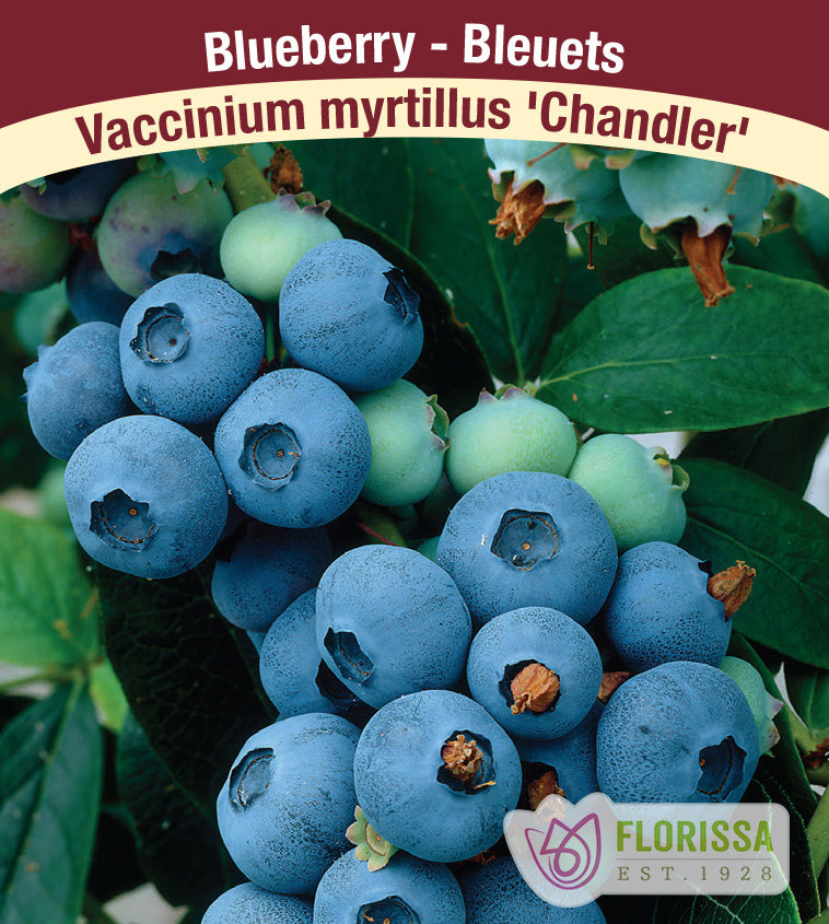 Blueberry - Chandler Bulk