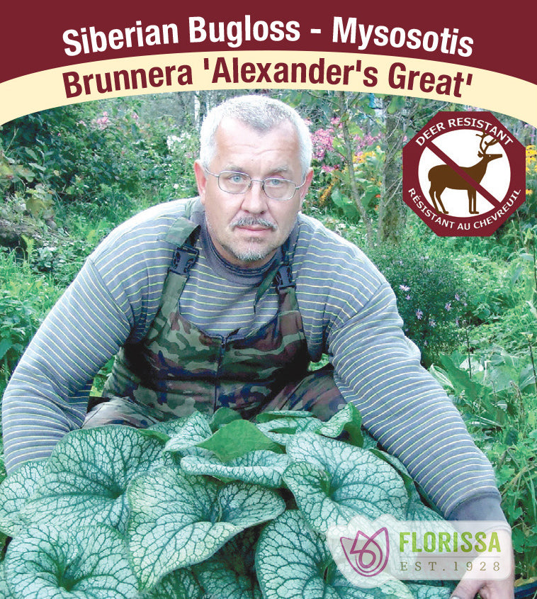Brunnera - mac. Alexander's Great
